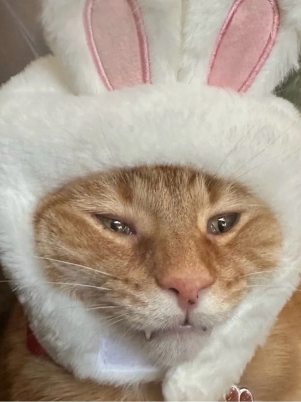 White and Pink Bunny Cat Hat - Soft Plush Pet Costume